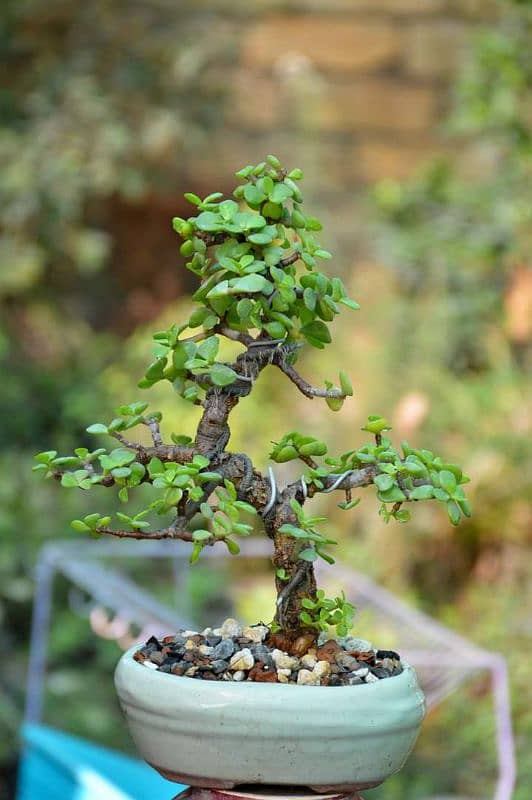 Jade Bonsai 11