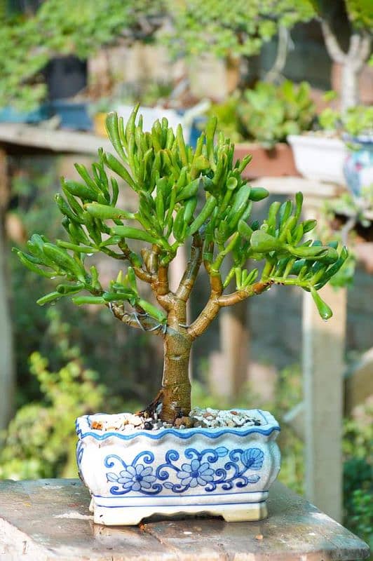 Jade Bonsai 12