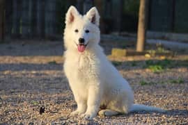 IMPORTED WHITE SWISS SHEPHERD PUPPIES AVAILABLE FOR SALE