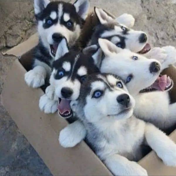 siberian ​​Husky Puppies Available 1