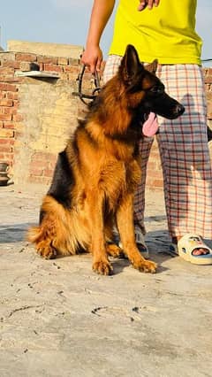 German shepherd male & female available for sale