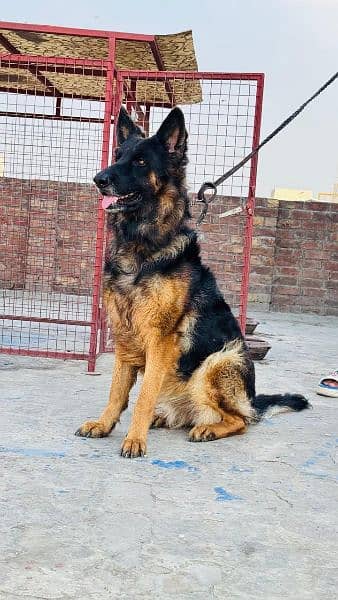 German shepherd male & female available for sale 1