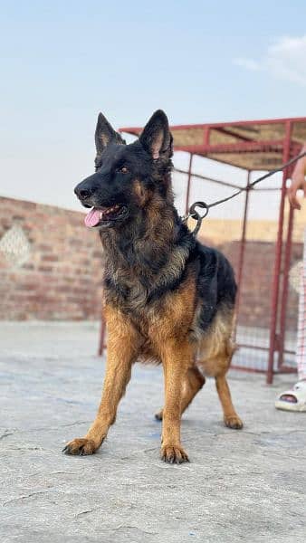 German shepherd male & female available for sale 2