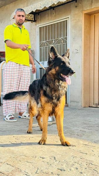 German shepherd male & female available for sale 5