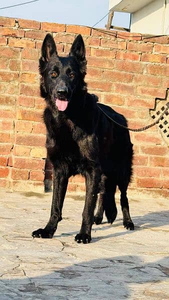 German shepherd male & female available for sale 6