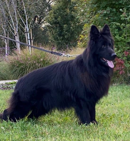 German shepherd male & female available for sale 7