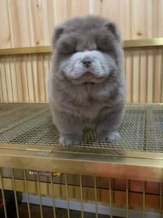 IMPORTED BLUE CHOW CHOW PUPPY AVAILABLE FOR SALE