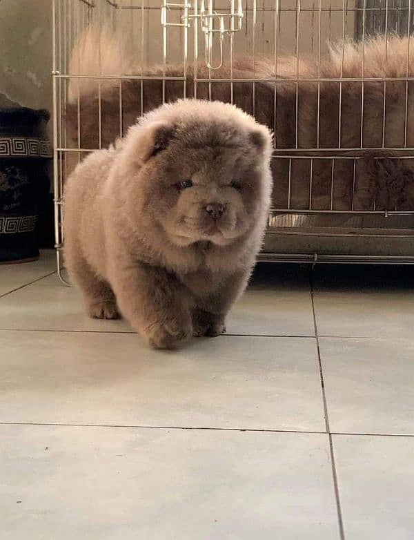 IMPORTED BLUE CHOW CHOW PUPPY AVAILABLE FOR SALE 1