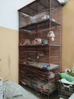 Birds Cage