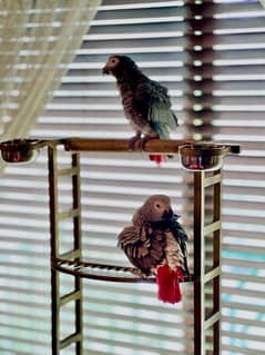 parrots