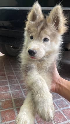 Husky full coated Male