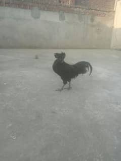 ayam cemani