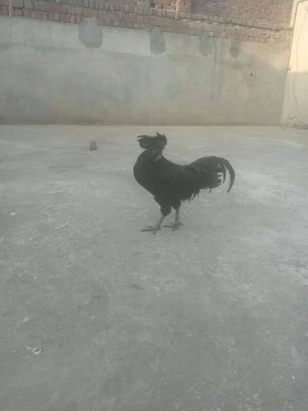 ayam cemani 0