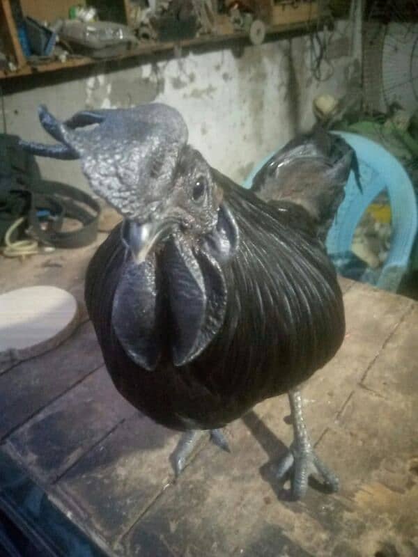 ayam cemani 1