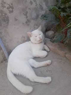 Beautiful Male Cat for sale