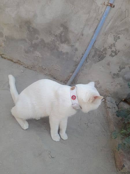 Beautiful Male Cat for sale 1