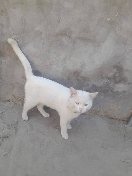 Beautiful Male Cat for sale 2