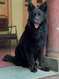 Black German Shepherd Not for Sale