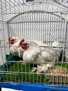 Bantam male for sell