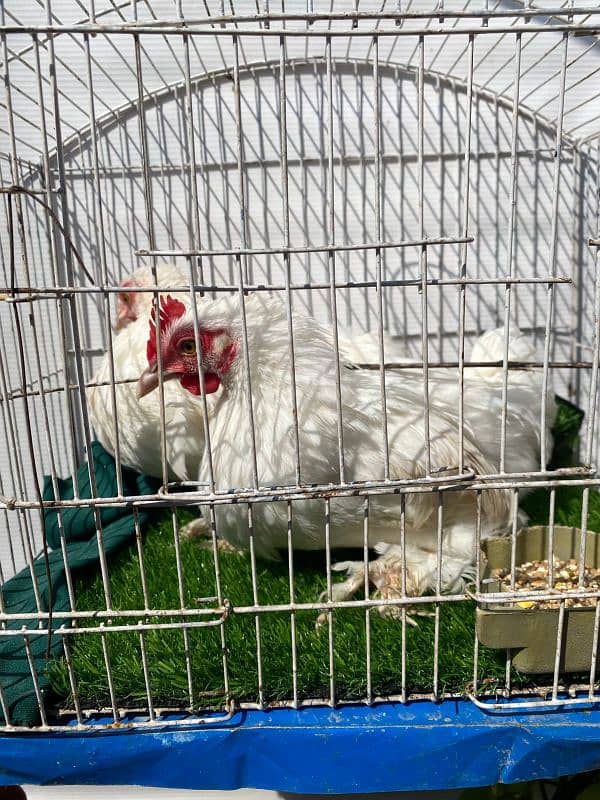 Bantam male for sell 2