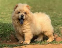 IMPORTED CHOW CHOW PUPPY AVAILABLE FOR SALE