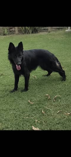 Black German shepherd long coat female