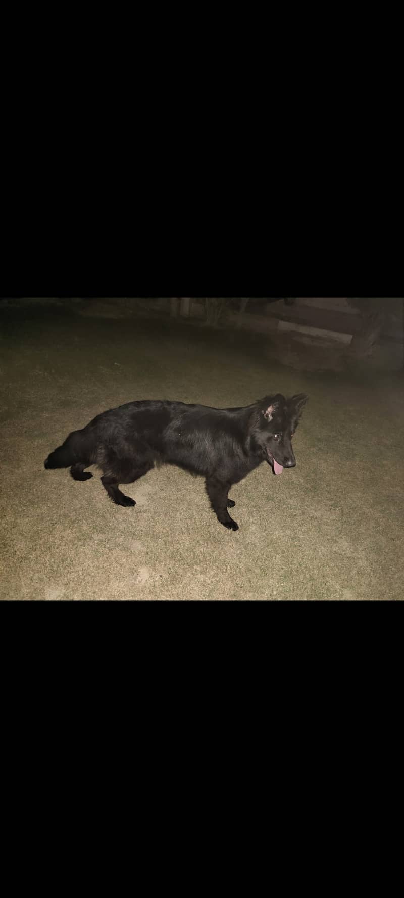 Black German shepherd long coat female 1