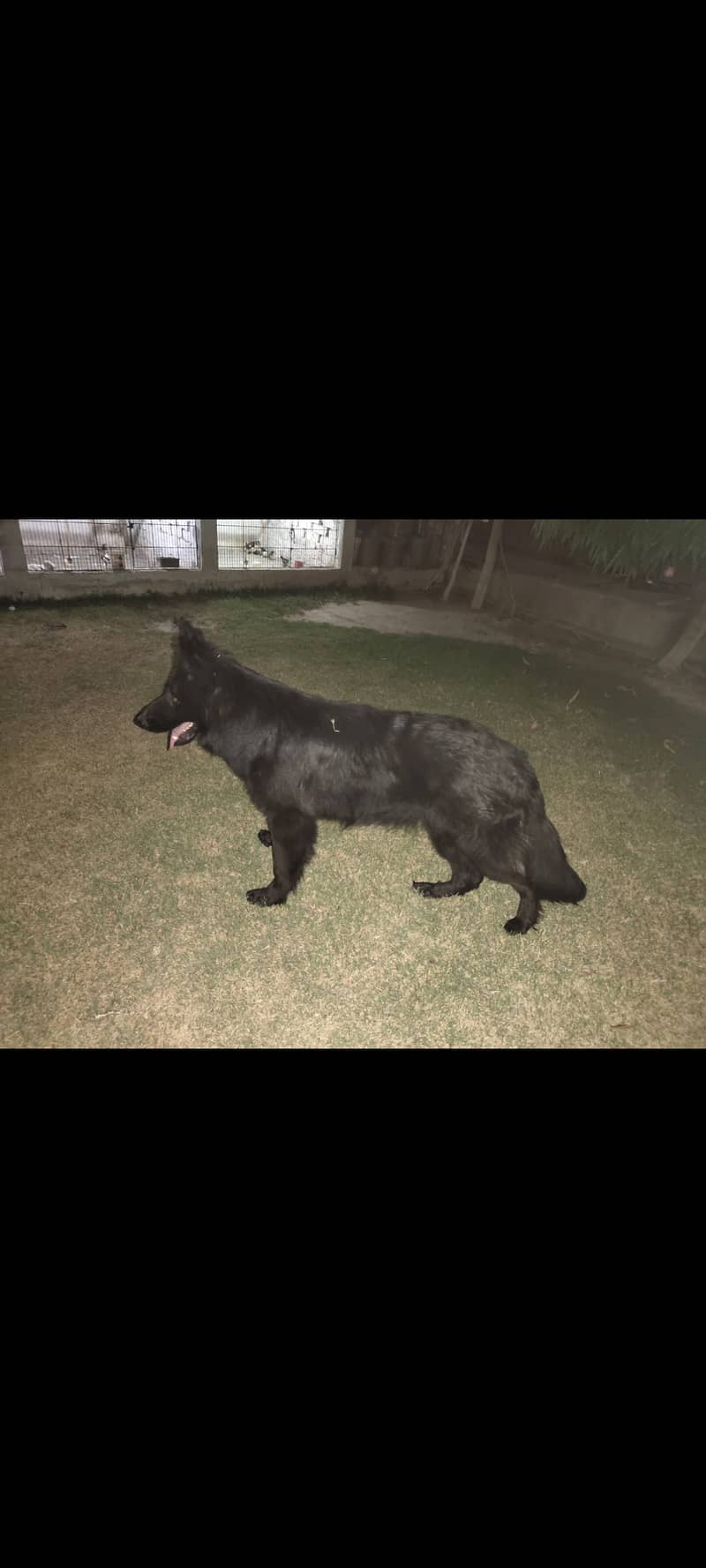 Black German shepherd long coat female 2