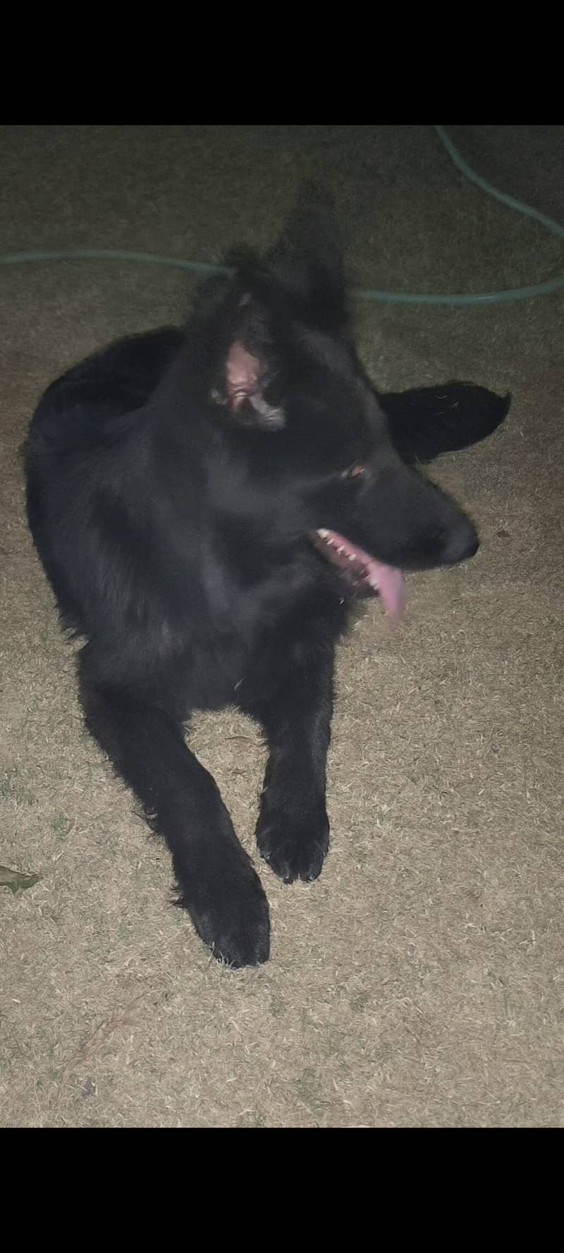 Black German shepherd long coat female 3