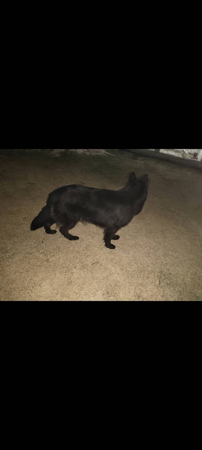 Black German shepherd long coat female 4