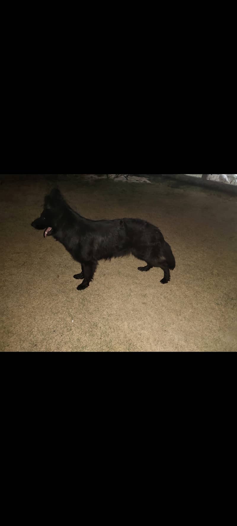 Black German shepherd long coat female 5