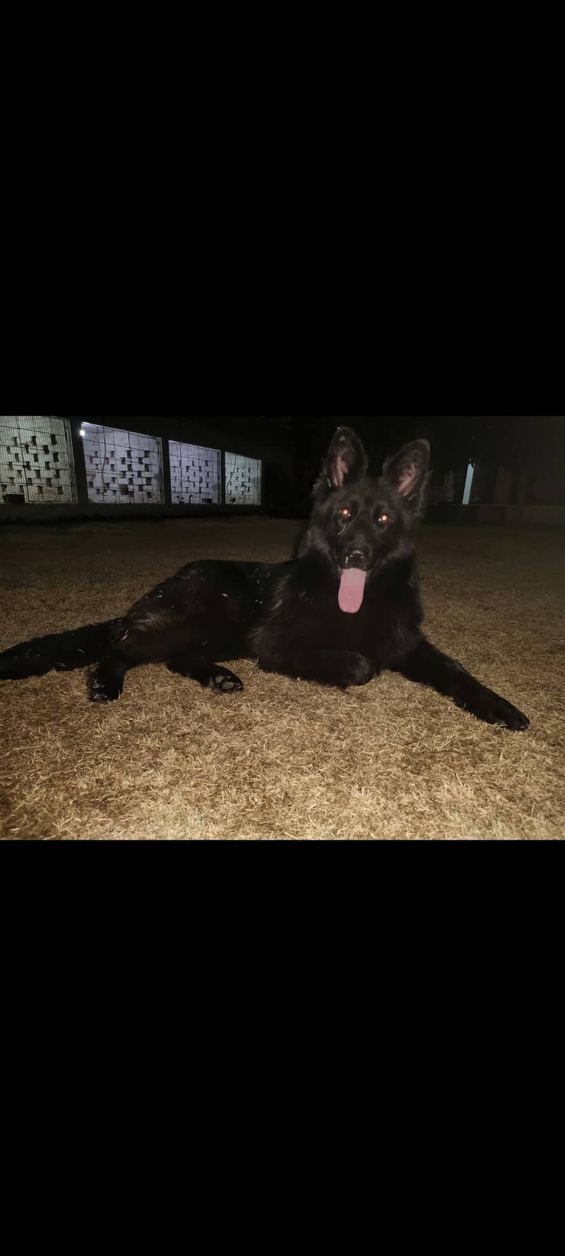 Black German shepherd long coat female 6