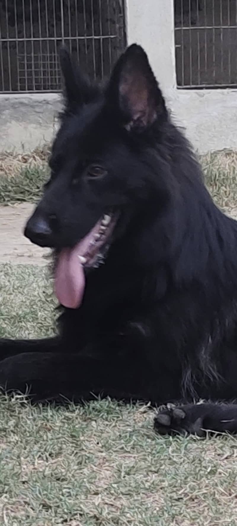 Black German shepherd long coat female 7