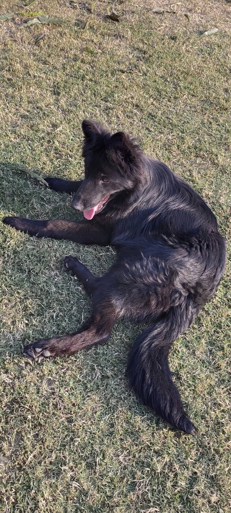 Black German shepherd long coat female 8