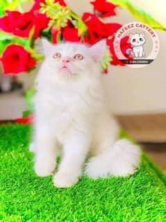 Persian cat/Persian kittens/triple coated/punch face