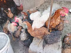 Young Starter Desi Mesri hens for sale!!! 0