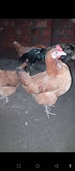 desi hen ghar ki pali hoi 0