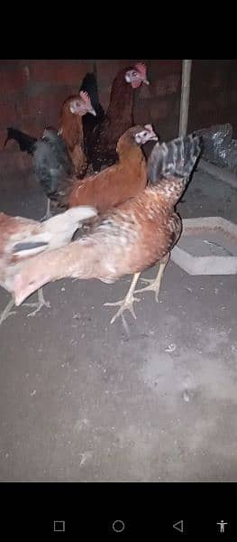 desi hen ghar ki pali hoi 2