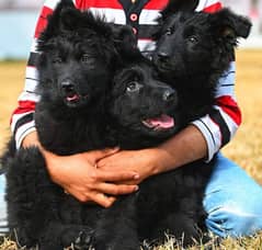 TOP QUALITY BLACK GERMAN SHEPHERD PUPPIES AVAILABLE FOR SALE