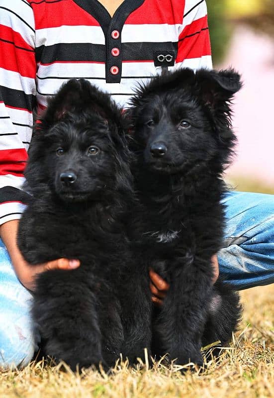 TOP QUALITY BLACK GERMAN SHEPHERD PUPPIES AVAILABLE FOR SALE 1