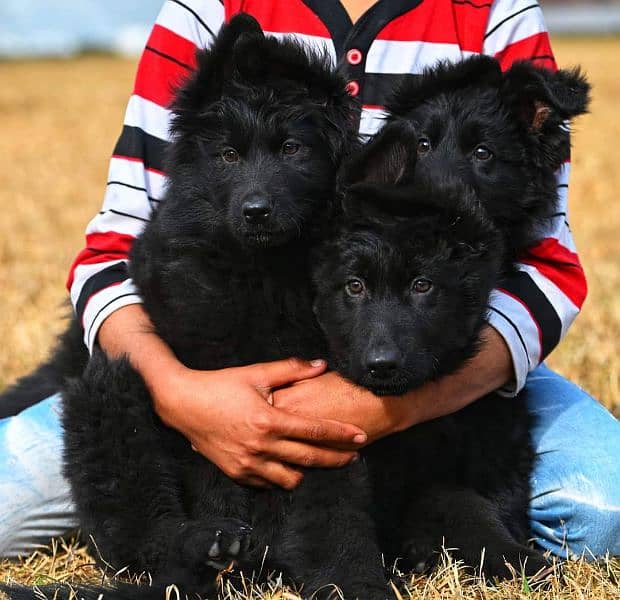 TOP QUALITY BLACK GERMAN SHEPHERD PUPPIES AVAILABLE FOR SALE 2