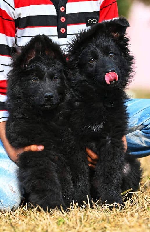 TOP QUALITY BLACK GERMAN SHEPHERD PUPPIES AVAILABLE FOR SALE 3