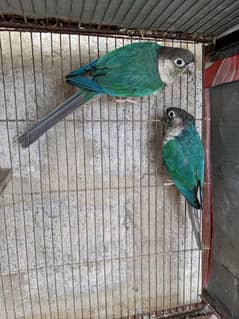 Conure Breeder Pair For Sale