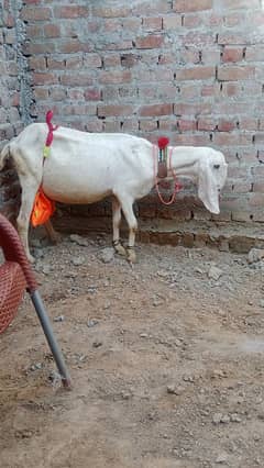 rajanpouri goat pregnant