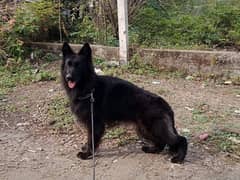 TOP QUALITY BLACK GERMAN SHEPHERD AVAILABLE FOR SALE