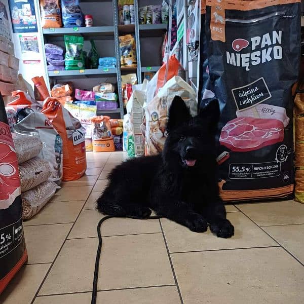 TOP QUALITY BLACK GERMAN SHEPHERD AVAILABLE FOR SALE 1