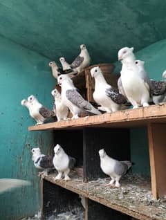 sentient pigeon pairs, golden buff pairs, black bentum pairs