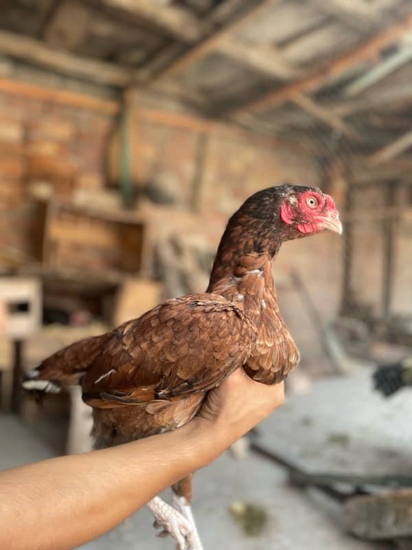 Aseel breeder female 9