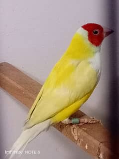 Gouldian