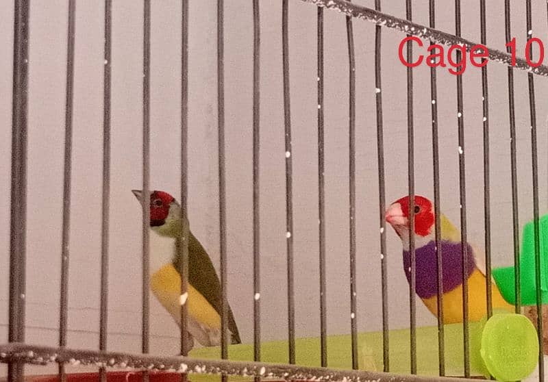 Gouldian breeder  pairs 1